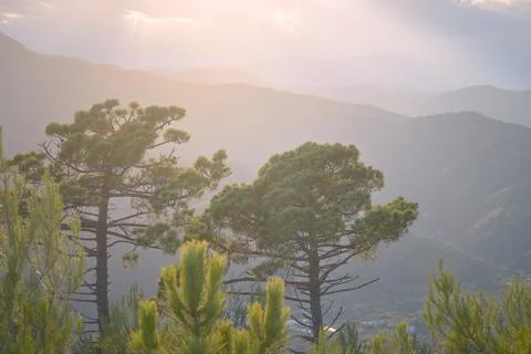 Pine trees lit by sunset in the mountains on the Italian Riviera Stock Photos