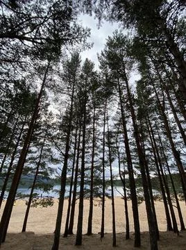 Pine trees, Loch Morlich Stock Photos