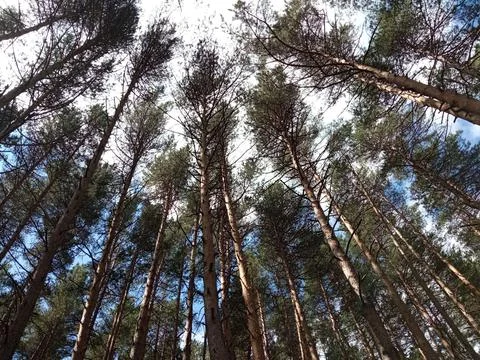 Pine Trees looking up from the ground. Surami, Georgia Foto stock