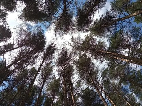 Pine Trees looking up from the ground. Surami, Georgia Stock Photos