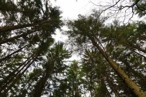 Pine trees looking up in the sky Stock Photos