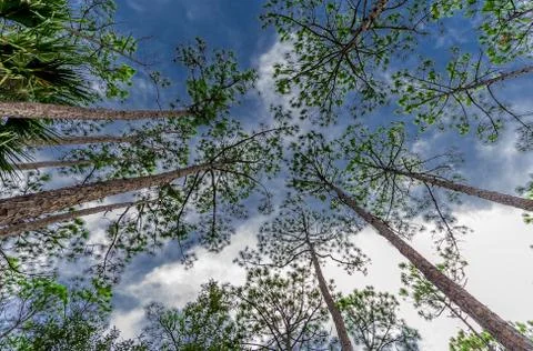 Pine trees looking skyward Stock Photos