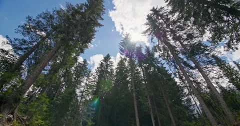 Pine trees in a magical forest 스톡 동영상 280901299