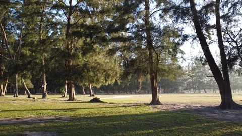 Pine Trees in Mapanuepe Lake at San Marcelino, Zambales Video stock 300433853