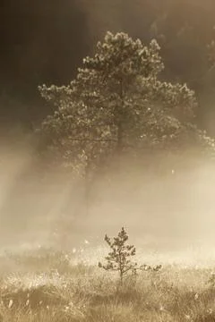 Pine Trees at Marsh 库存照片