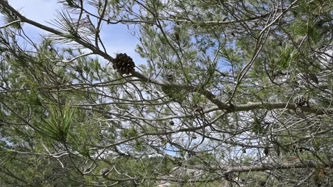 Pine trees mediterranean Video stock 304270301