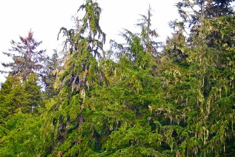 Pine trees in the middle of a forest. Stock Photos