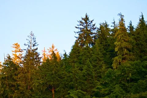 Pine trees in the middle of a forest. Stock Photos