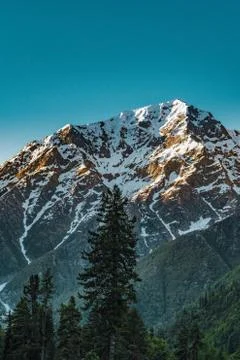 A pine trees in the midst of the Himalayan mountains Foto stock