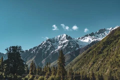 A pine trees in the midst of the Himalayan mountains Stock Photos