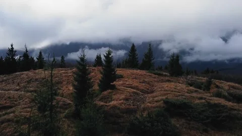 Pine trees in the mist Stock Footage 167667314