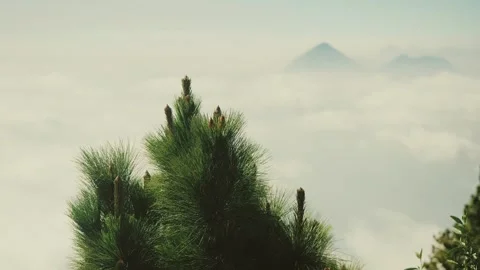 Pine Trees with Misty Valley and Acatenango Volcano Peaks in Guatemala Mountain Stock Footage 345931368