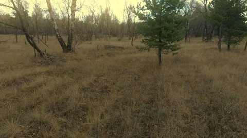 Pine trees mixed with birch trees Stock Footage 99651017