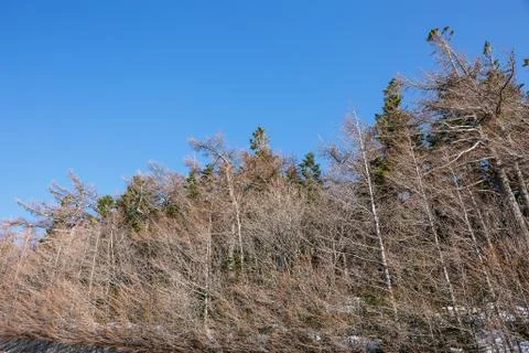 Pine trees at Mount Fuji Stock Photos