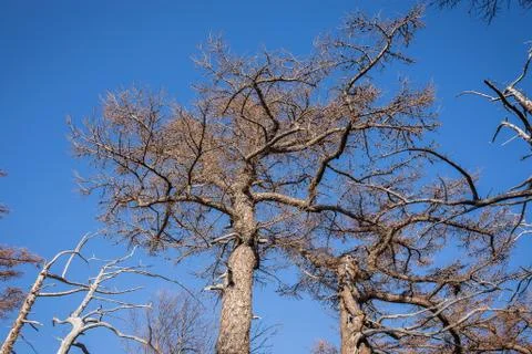 Pine trees at Mount Fuji 写真素材