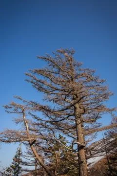 Pine trees at Mount Fuji Stock Photos