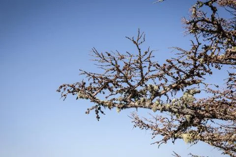 Pine trees at Mount Fuji Stock-Fotos
