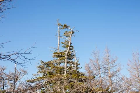 Pine trees at Mount Fuji 스톡 사진