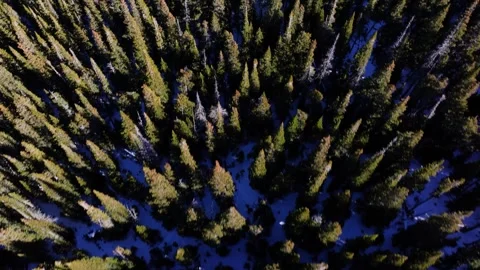 Pine Trees on Mountain from Above | Winter Snow | Colorado | 4K Drone Footage Stock Footage 295898378