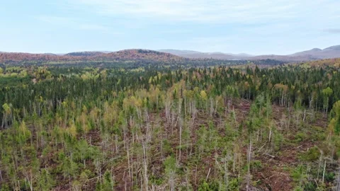 Pine trees with mountain backdrop and blue sky Stock Footage 231364542