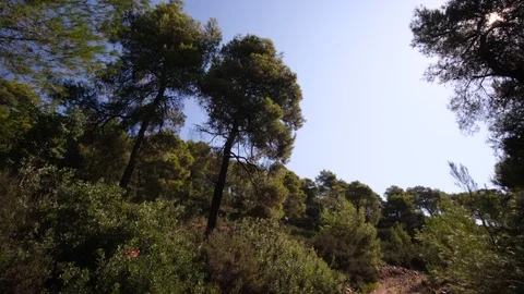 Pine trees on mountain in Evia, Greece 库存影片 116816611