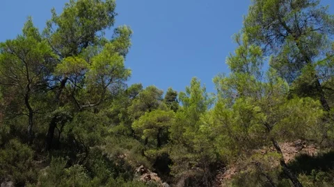 Pine trees on mountain in Evia, Greece with butterfly flying 库存影片 116819572