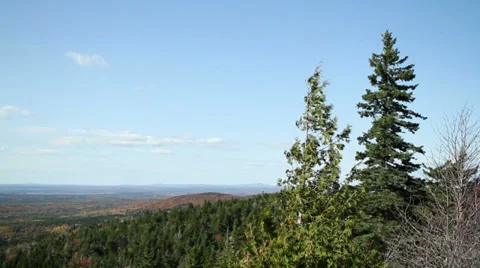 Pine trees on mountain Stock Footage 28653357
