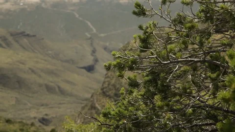 Pine trees in mountain landscape Stock Footage 104877869