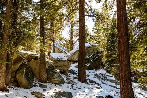Pine trees mountain Stock Photos
