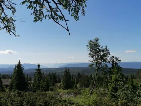 Pine trees on the mountain Stock Photos