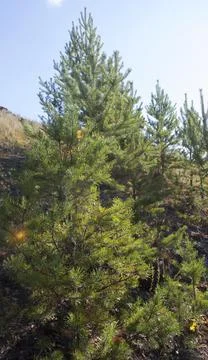 Pine trees on the mountain Foto stock