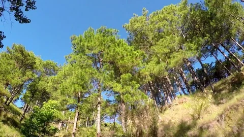 Pine Trees in Mountain Province Tracking Shot from Vehicle Stock Footage