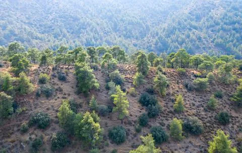 Pine trees on mountain ridge in Troodos mountains, Cyprus Stock Photos