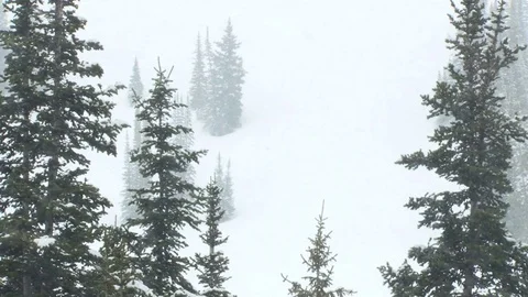 Pine trees on mountain in snowstorm Stock Footage 74093731