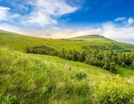 Pine trees in mountain valley Stock Photos