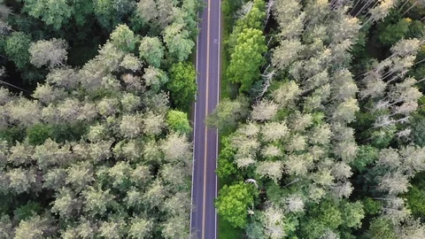 Pine Trees Mountain View Road Drone Flyover Stock Footage 119498525