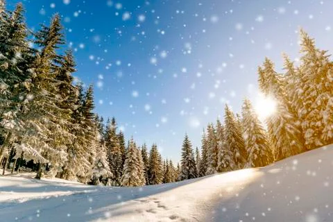 Pine trees in mountains and falling snow in fairy tale winter sunny morning.  Stock Photos