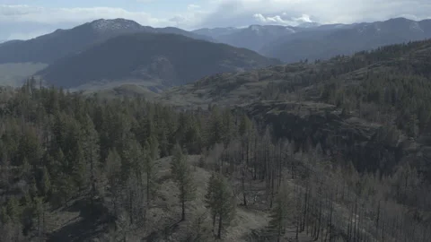 Pine Trees with Mountains in Background Drone Aerial Sweeping Stock Footage 255053133