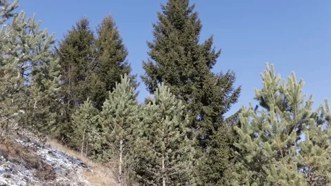 Pine trees in the mountains Stock Footage 123165729