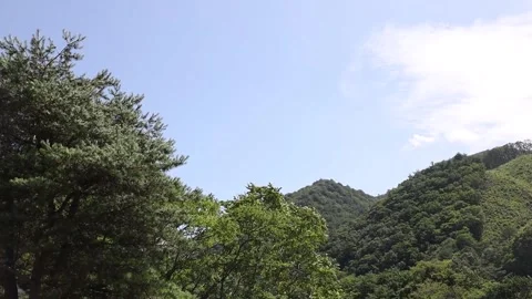 Pine trees in the mountains Stock-Footage 310231128