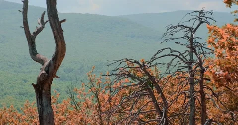 Pine trees in the mountains in the forest Stock Footage 156629695