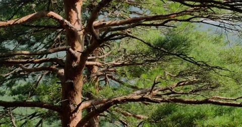 Pine trees in the mountains in the forest Stock Footage 156630210