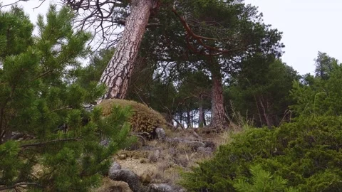 Pine trees in the mountains of the North Caucasus, Russia. Stock Footage 320857061