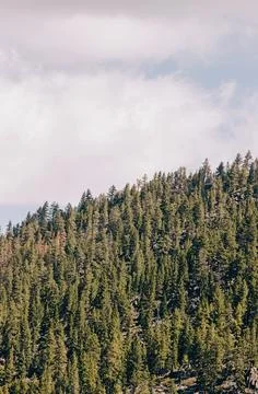 Pine trees in the mountains over the sky Stock Photos