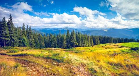 Pine trees in mountains Fotos Stock