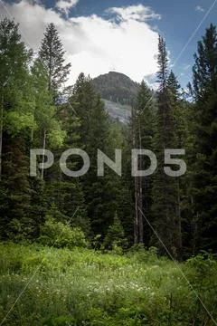 Pine Trees in the Mountains Stock Photos