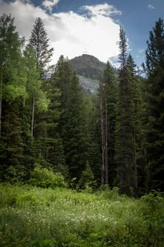 Pine Trees in the Mountains Foto stock
