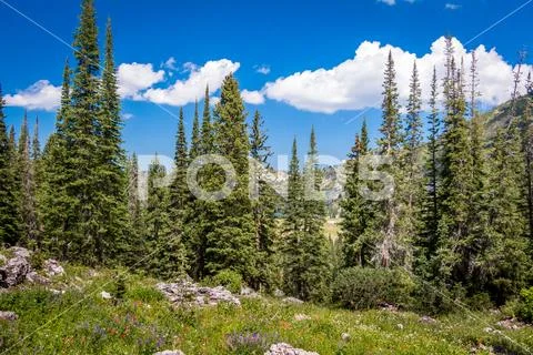 Pine Trees in the Mountains Stock Photos