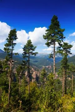 Pine trees at mountains Stock Photos