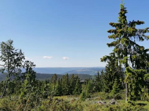 Pine trees in the mountains Stock Photos